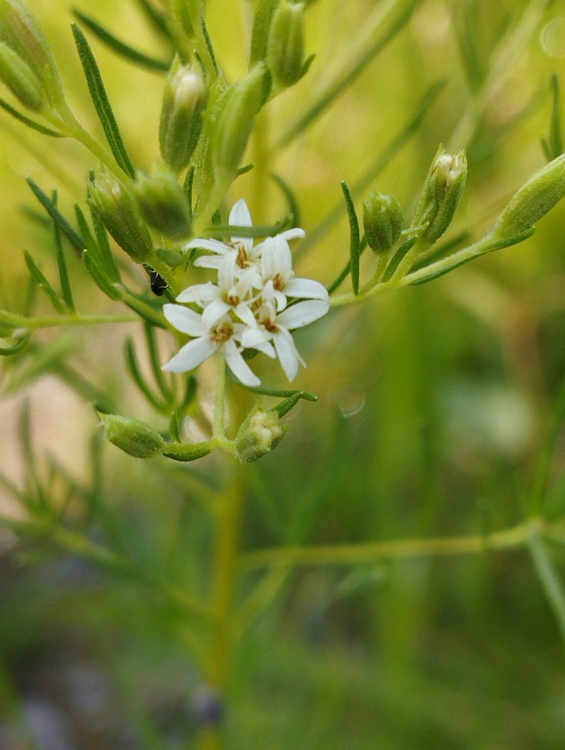 Stevia villaregalis photo 2