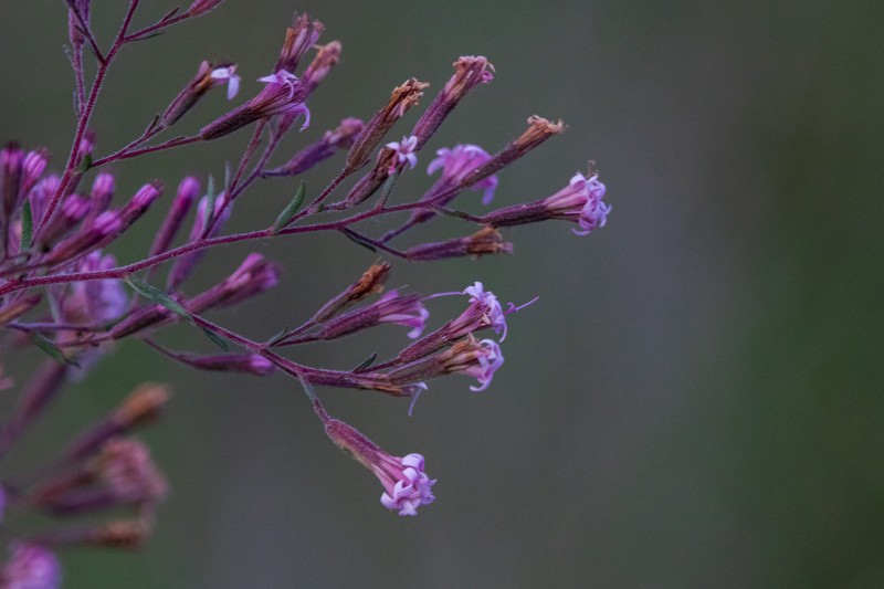 Viscid Candyleaf photo 2