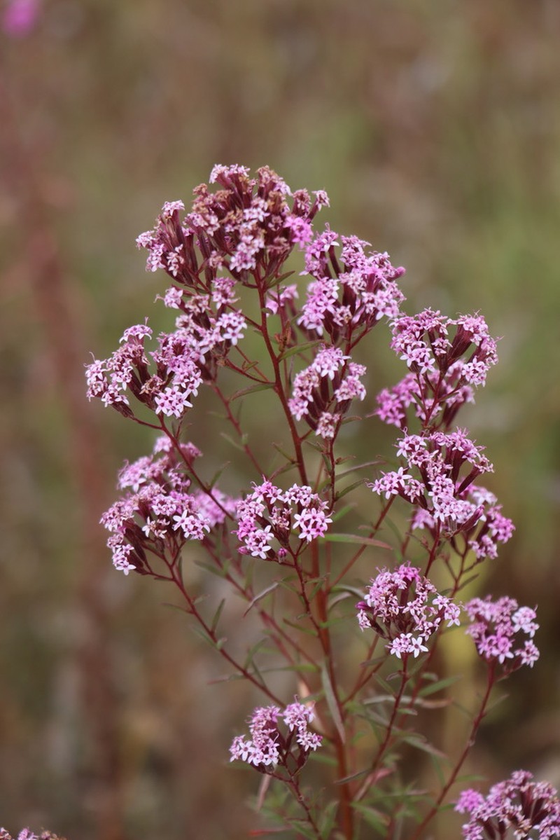 Viscid Candyleaf photo 6