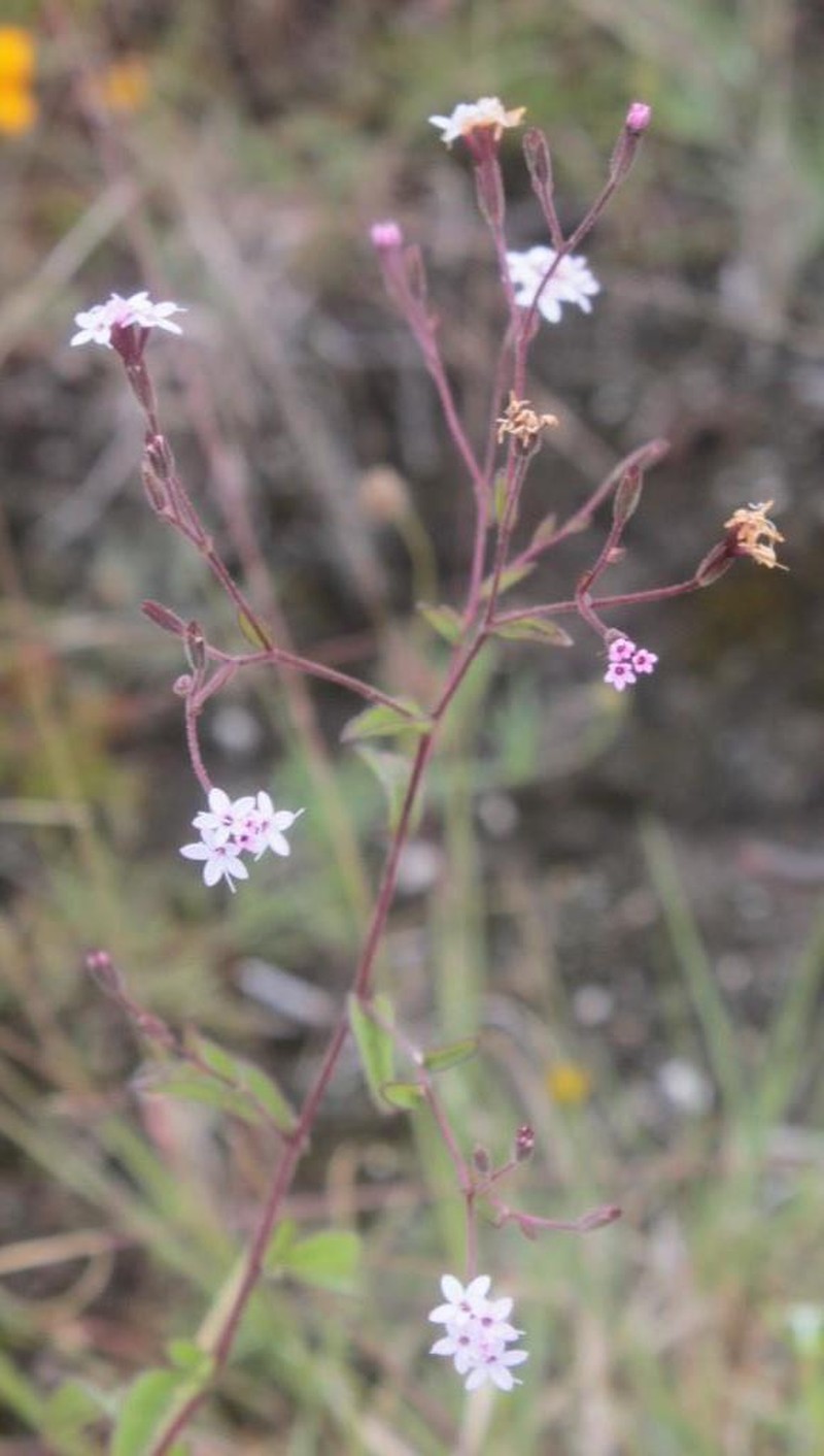 Viscid Candyleaf photo 7