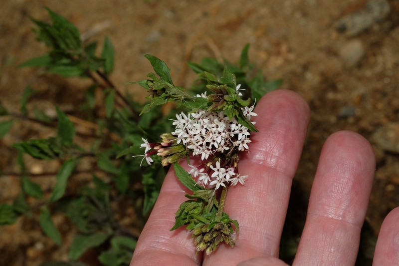Stevia weberbaueri