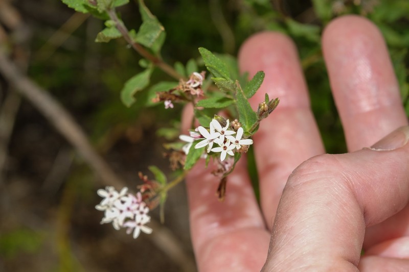 Stevia weberbaueri photo 2