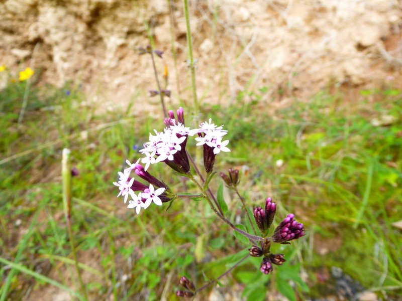 Stevia weberbaueri photo 3