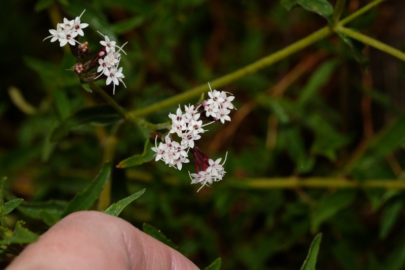 Stevia weberbaueri photo 4