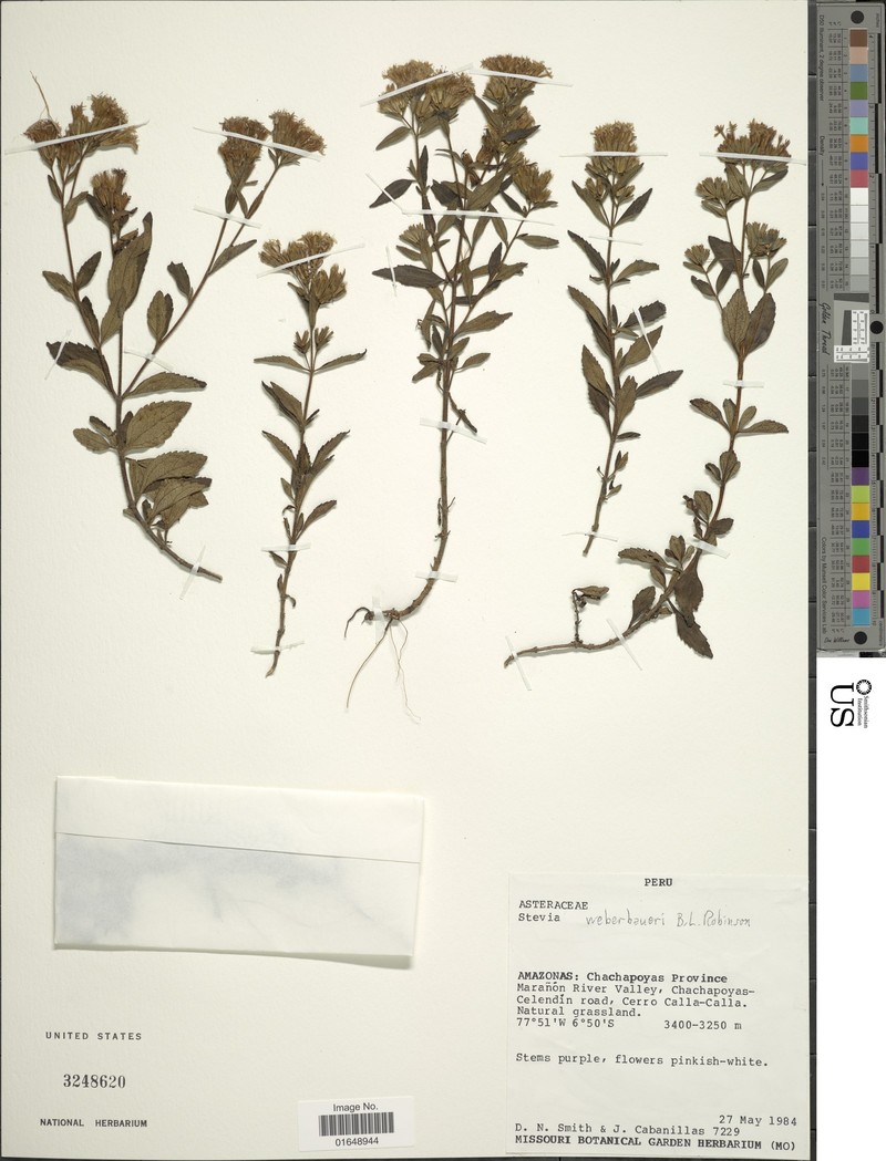 Stevia weberbaueri photo 5