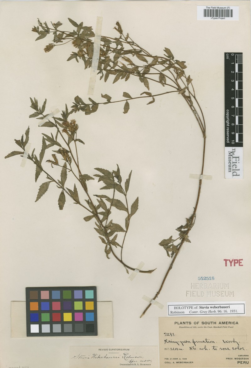 Stevia weberbaueri photo 6