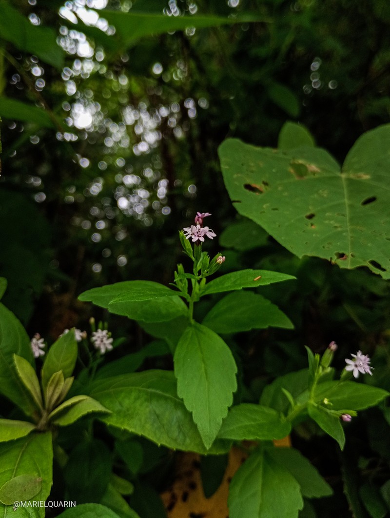 Stevia yaconensis photo 2