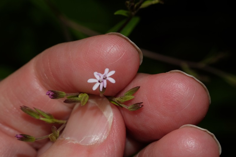Stevia yaconensis photo 3