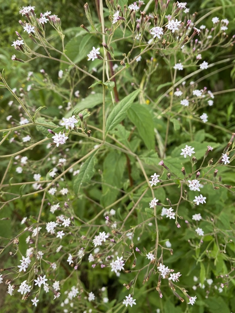 Stevia yaconensis photo 4