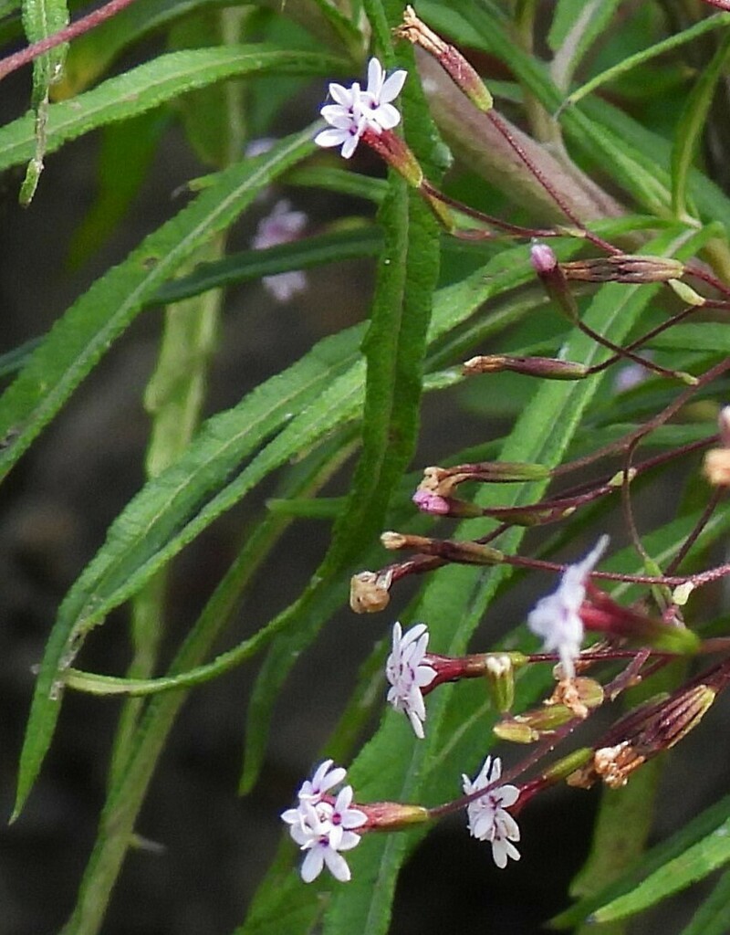 Stevia yaconensis photo 5