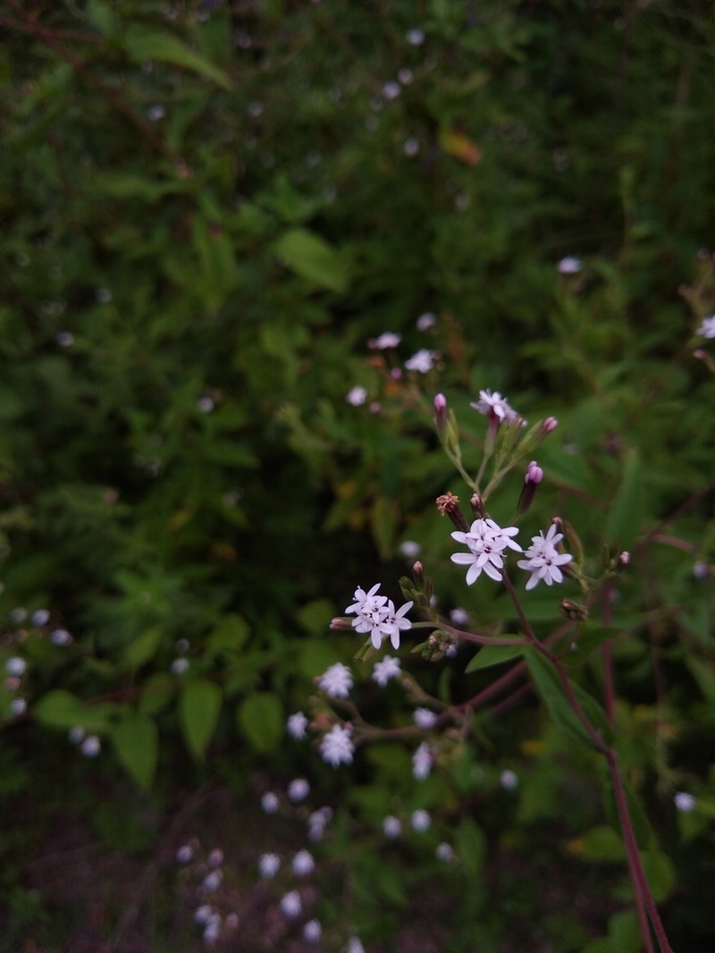 Stevia yaconensis photo 6