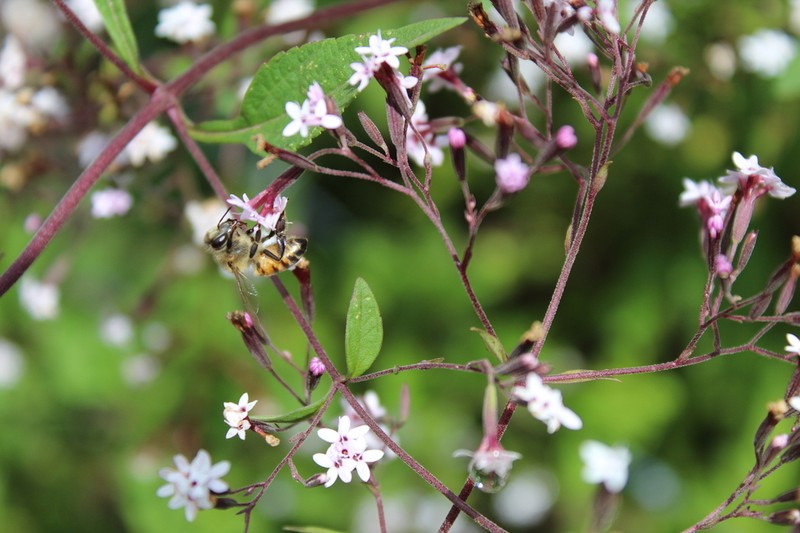 Stevia yaconensis photo 7