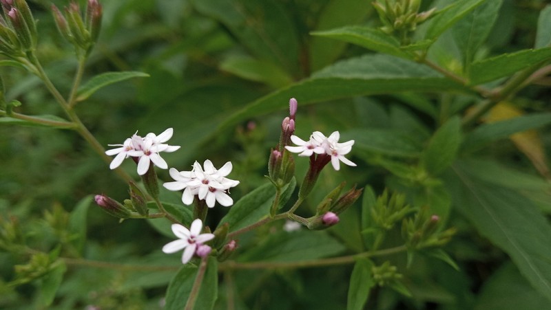 Stevia yaconensis photo 8
