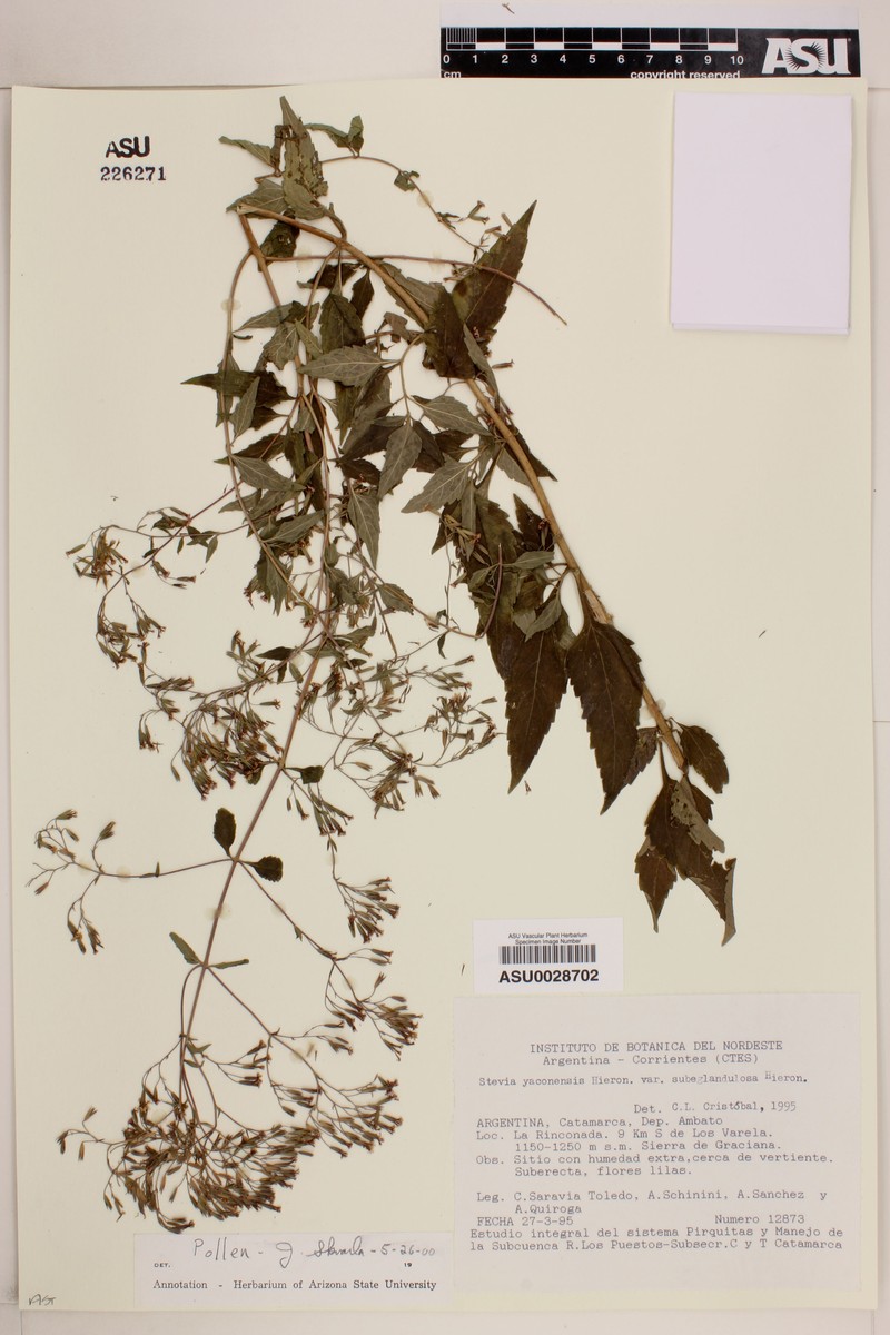 Stevia yaconensis var. subeglandulosa