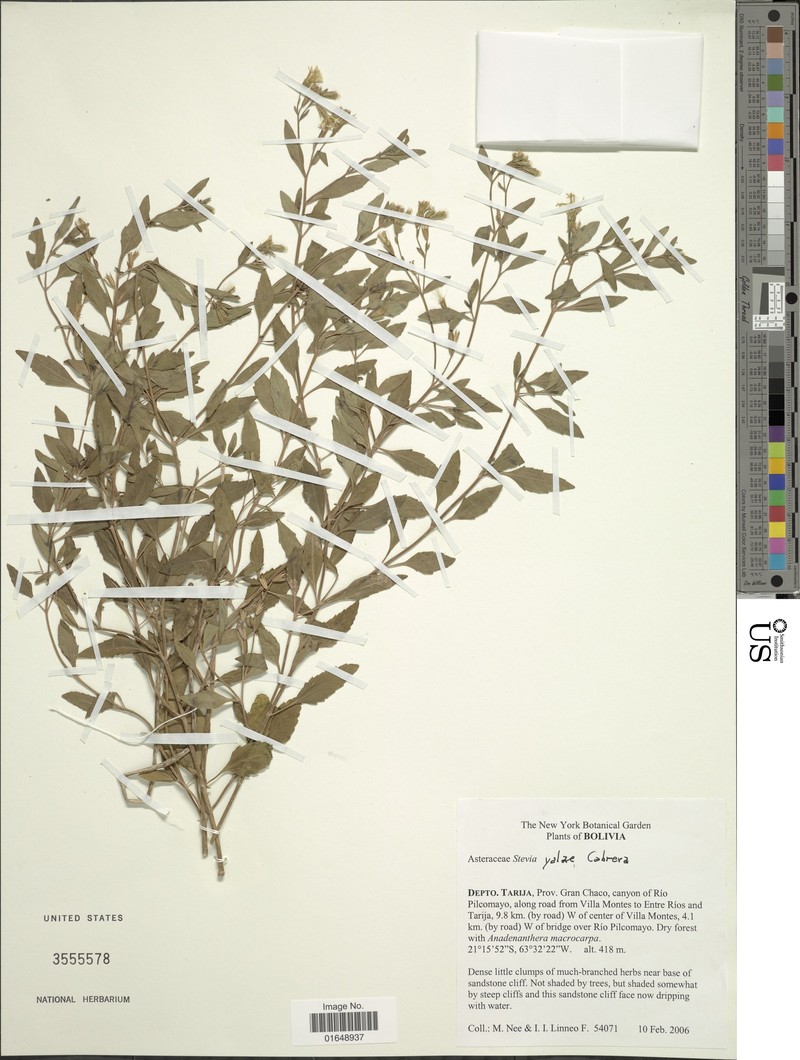 Stevia yalae