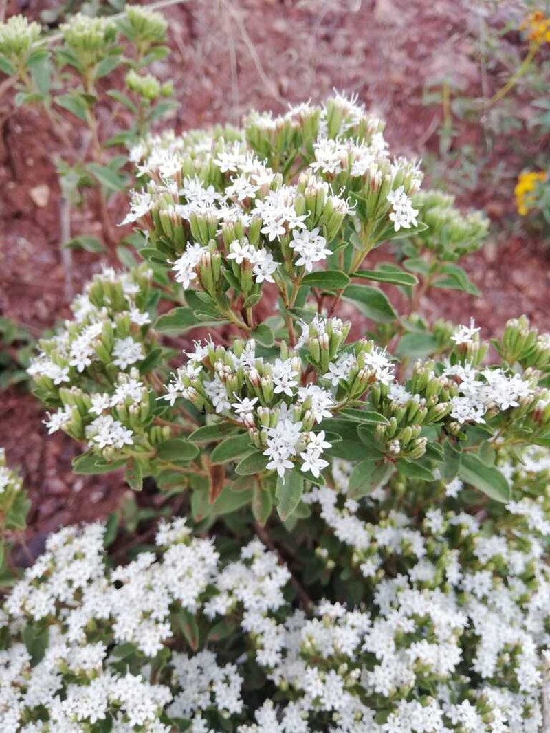 Stevia zacatecana