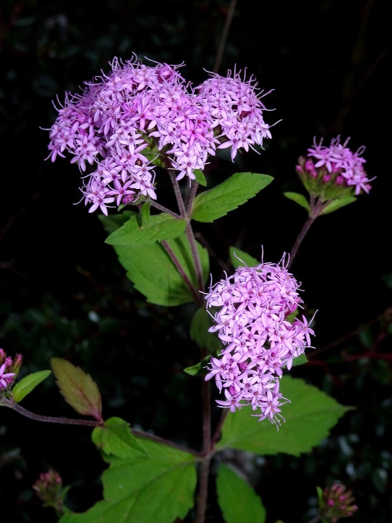 Stevia zaragozana