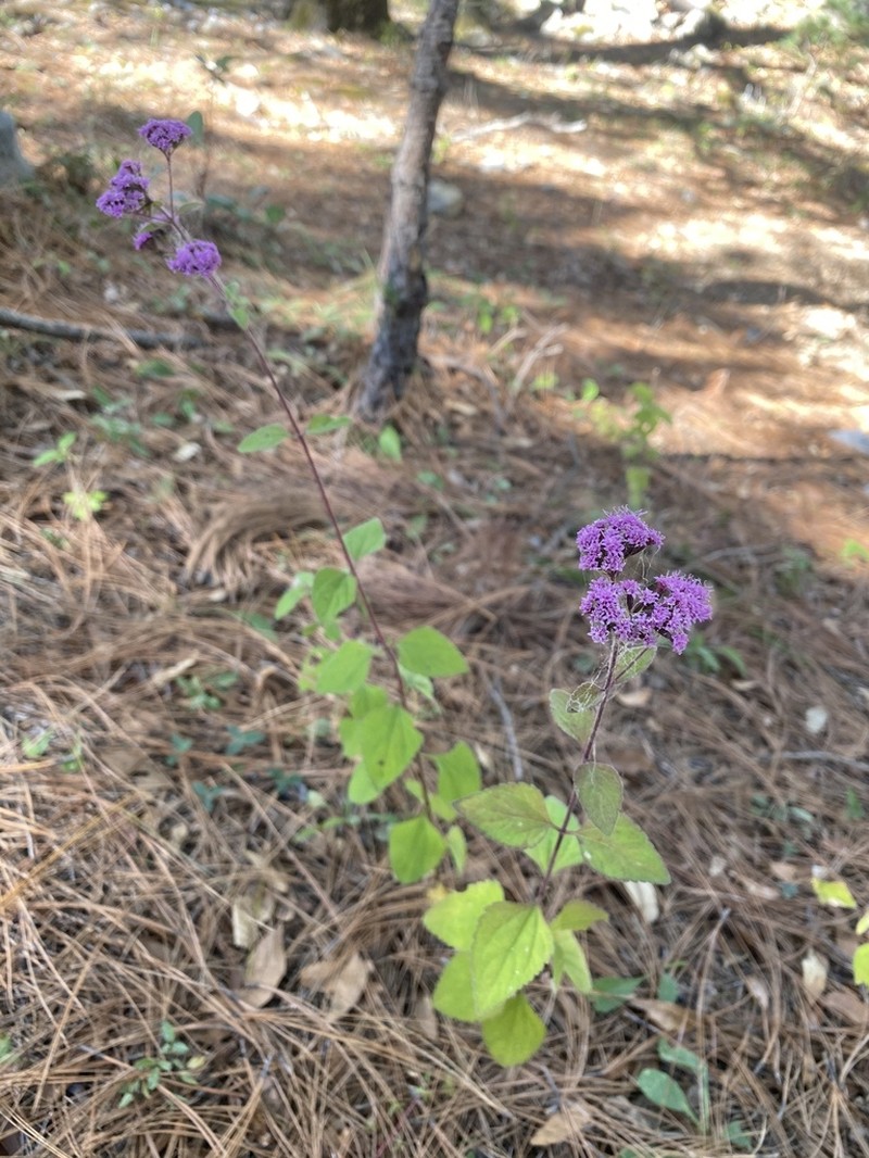 Stevia zaragozana photo 2