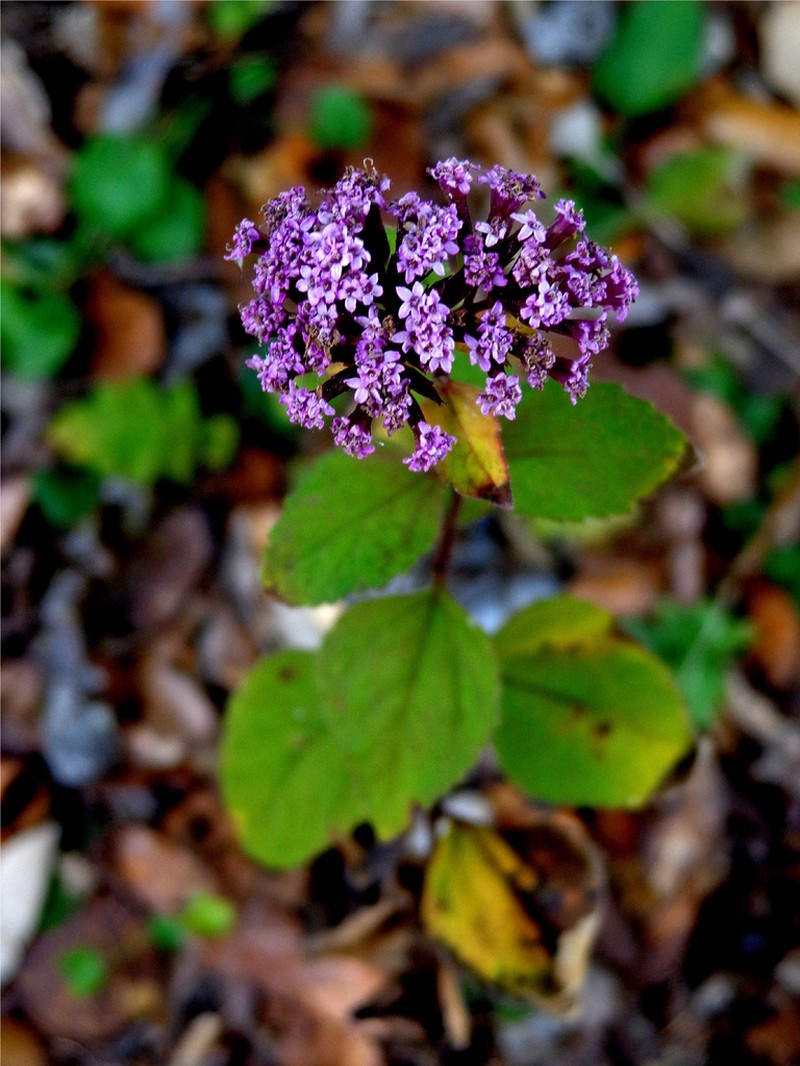 Stevia zaragozana photo 3