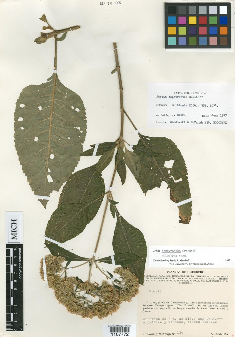 Stevia zephyrantha