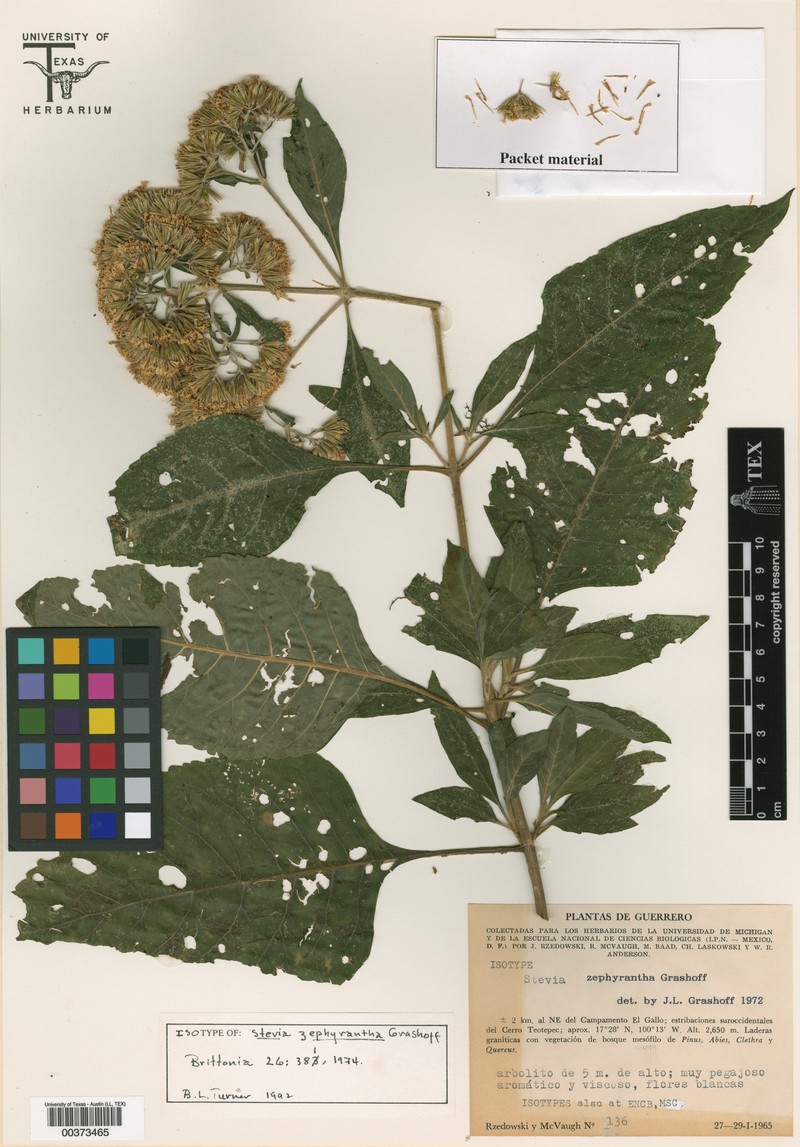 Stevia zephyrantha photo 2
