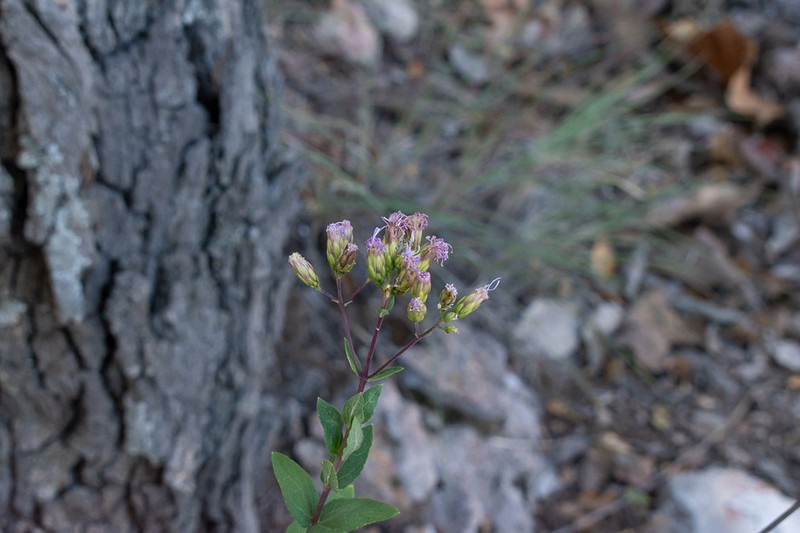 Steviopsis adenosperma