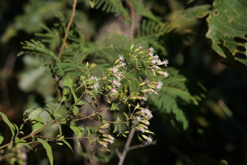Steviopsis adenosperma photo 2