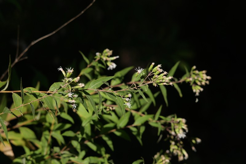 Steviopsis adenosperma photo 3