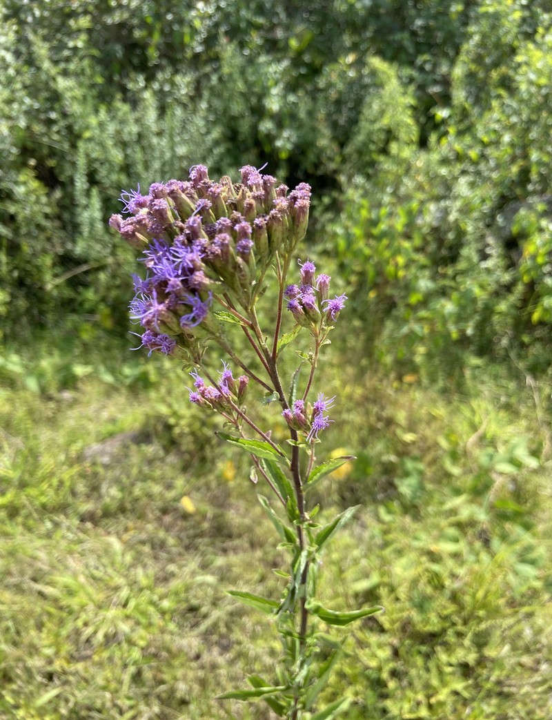 Steviopsis adenosperma photo 4