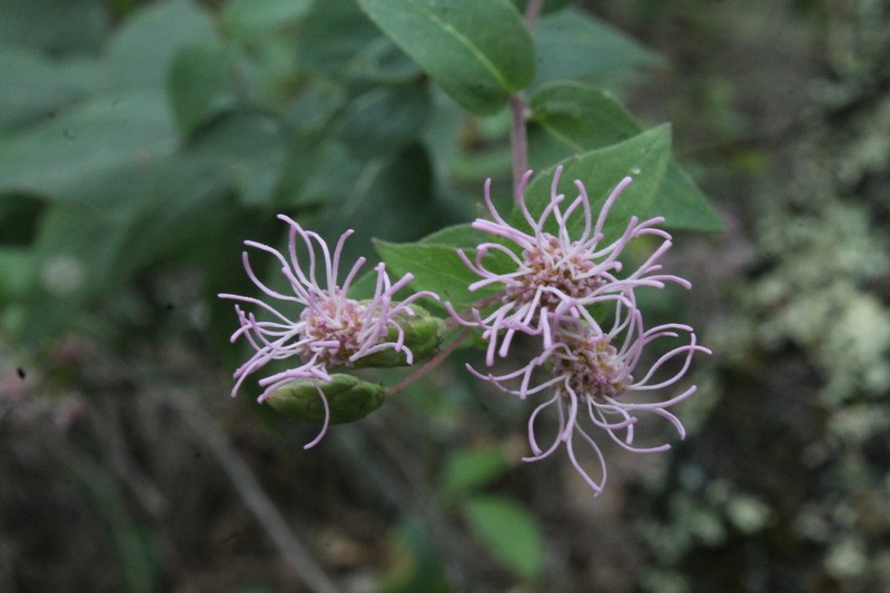 Steviopsis adenosperma photo 5