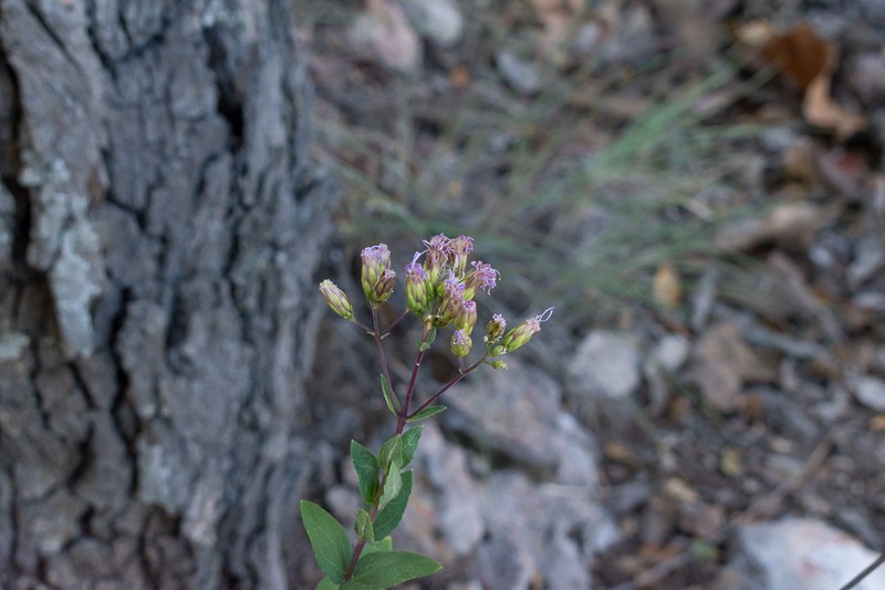 Steviopsis adenosperma photo 6