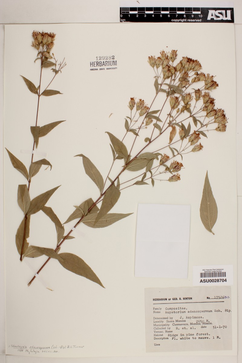 Steviopsis adenosperma photo 7
