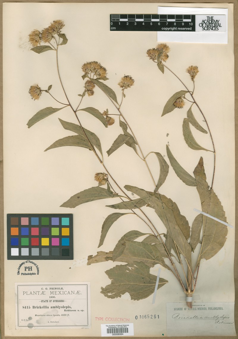 Steviopsis amblyolepis