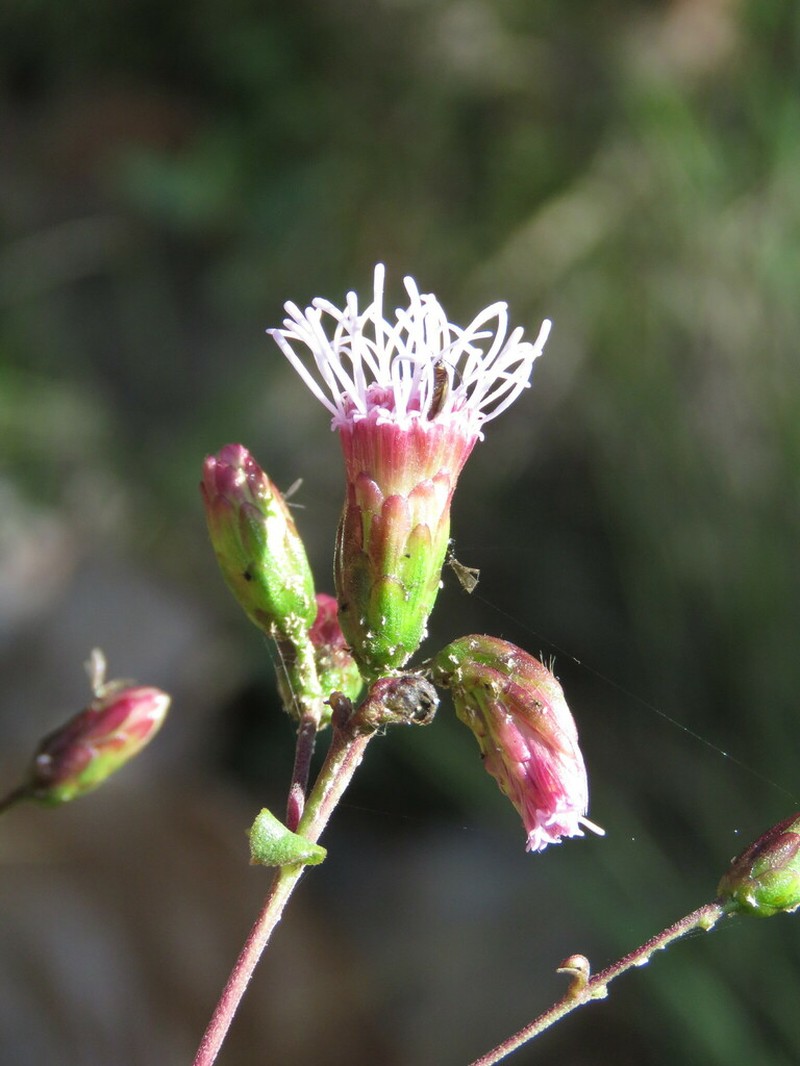 Steviopsis dryophila photo 2