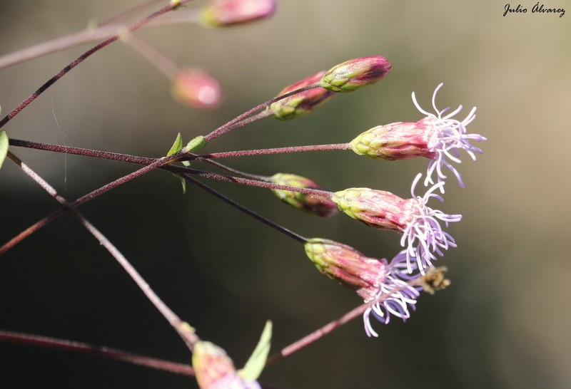 Steviopsis dryophila photo 3