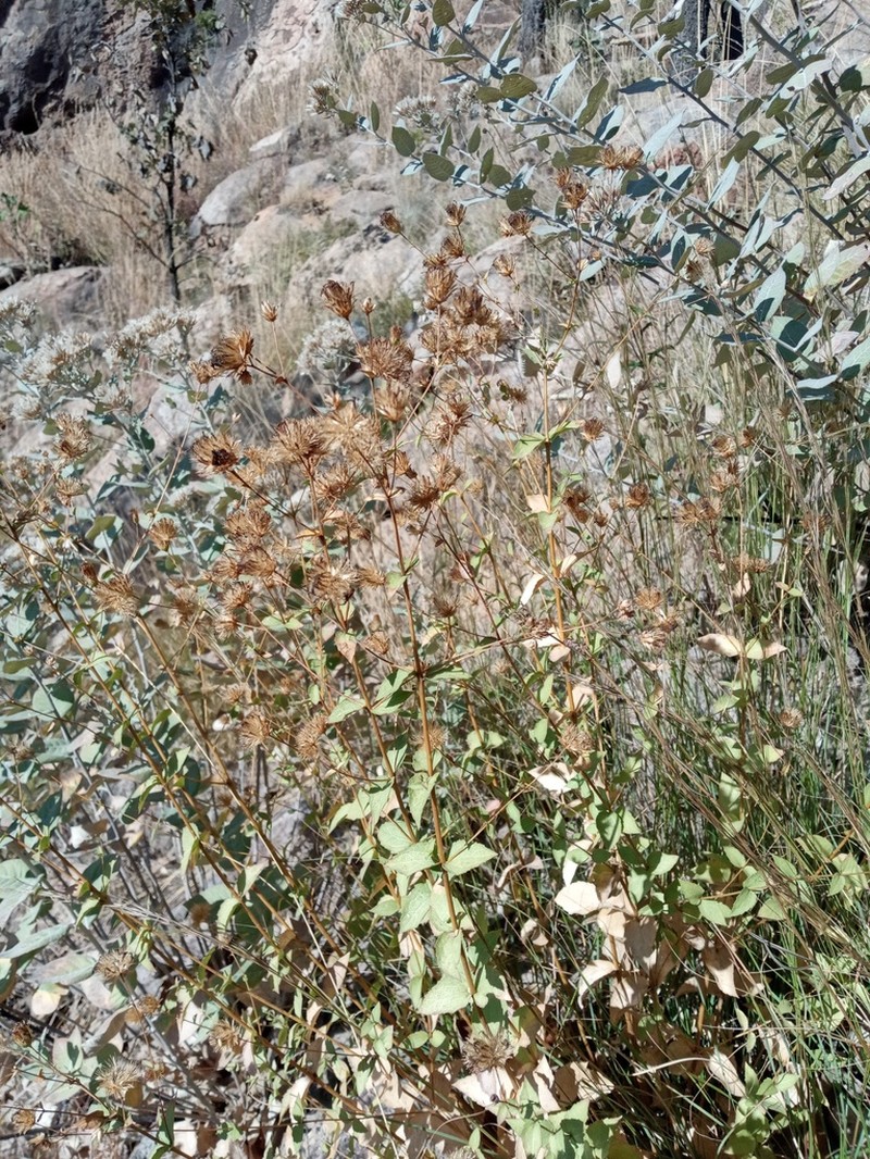 Steviopsis dryophila photo 4