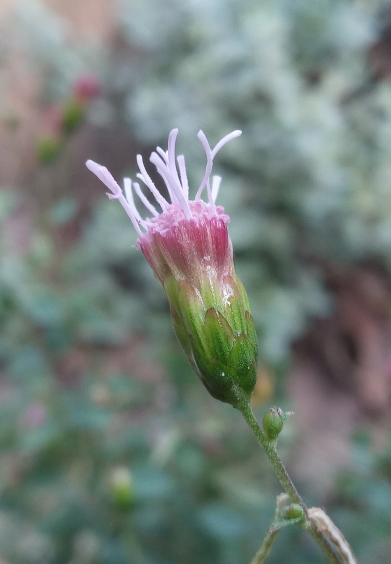 Steviopsis dryophila photo 5