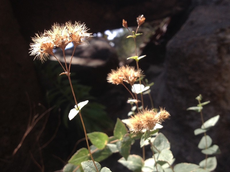Steviopsis dryophila photo 6