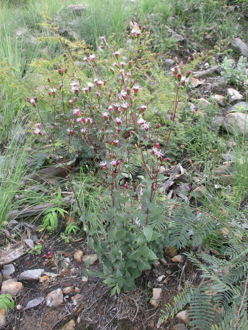Steviopsis dryophila photo 8