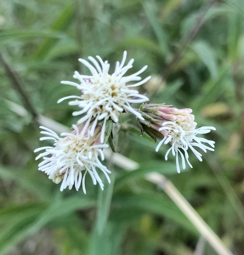 Steviopsis rapunculoides
