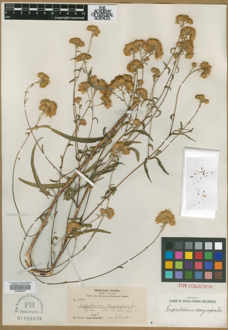 Steviopsis rapunculoides photo 2