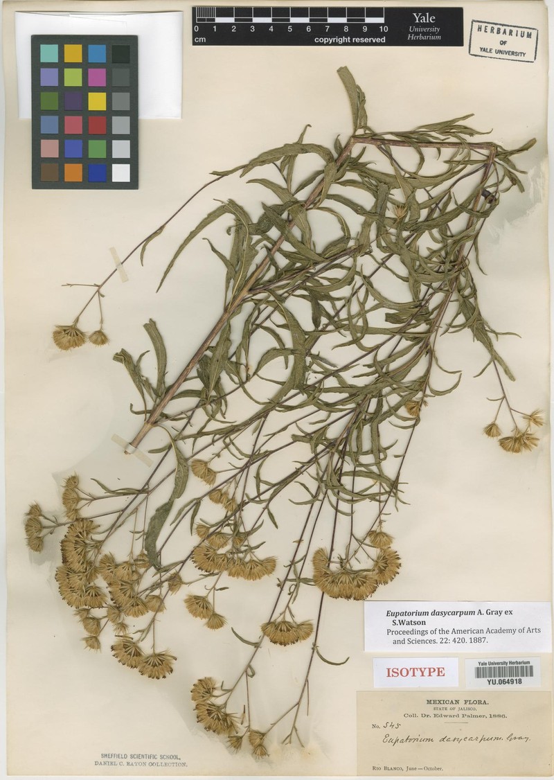 Steviopsis rapunculoides photo 3