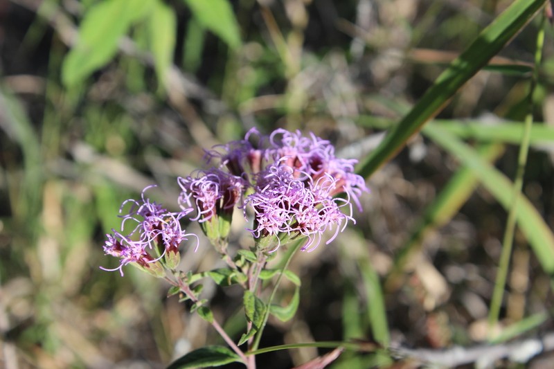 Steviopsis vigintiseta