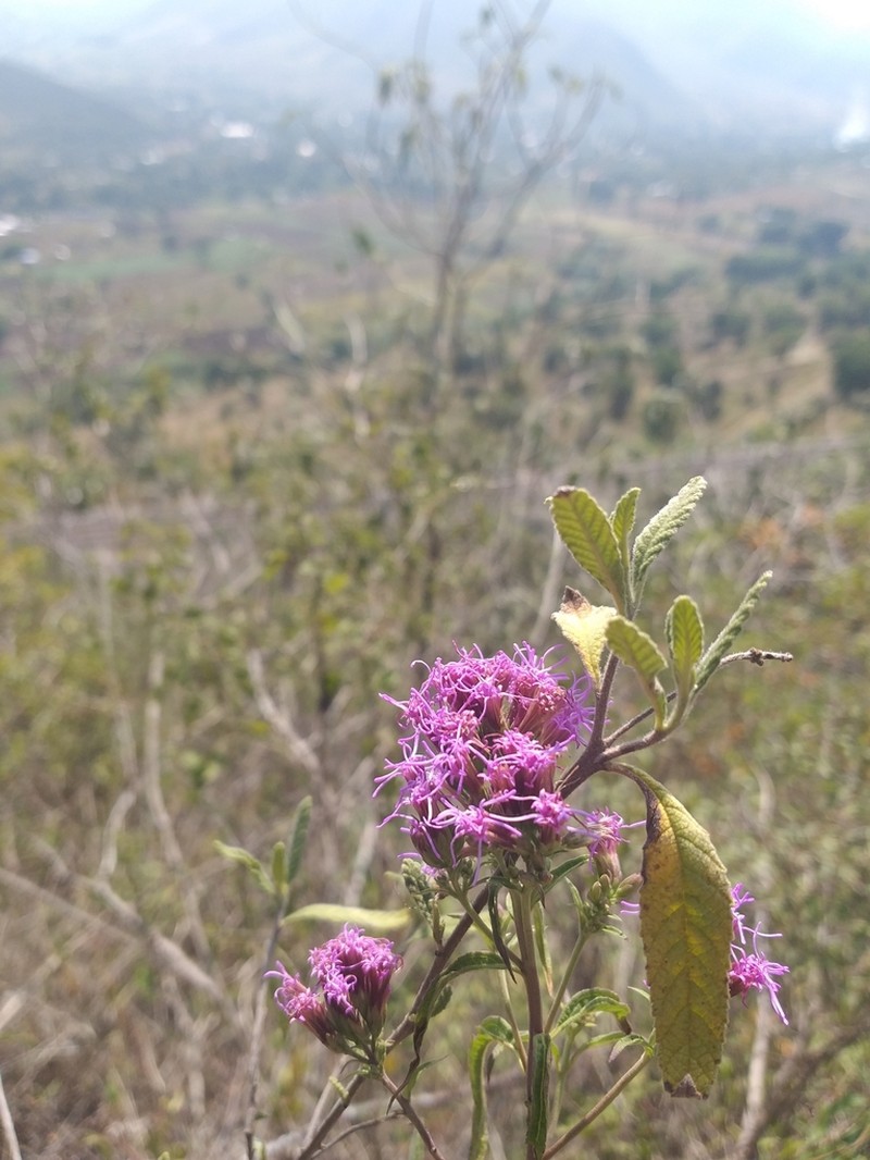 Steviopsis vigintiseta photo 2