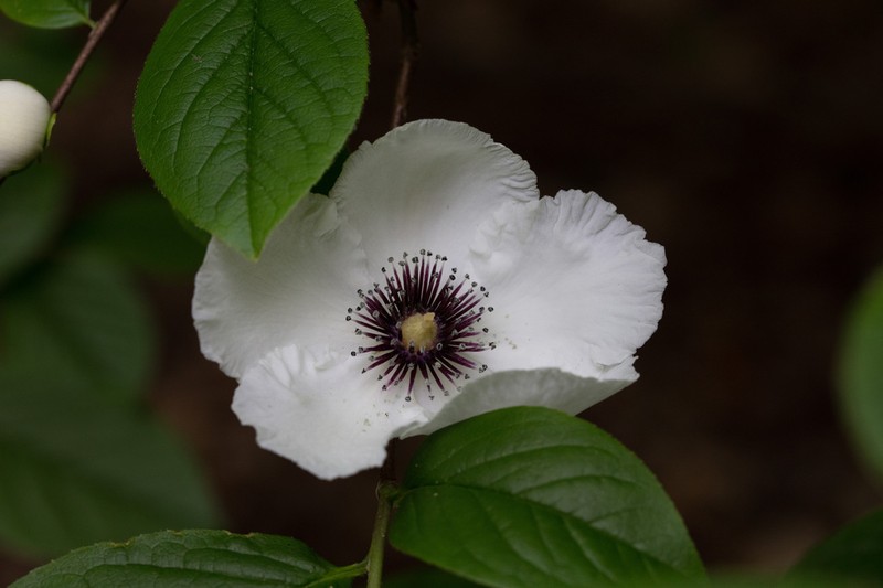 Silky Camellia photo 2