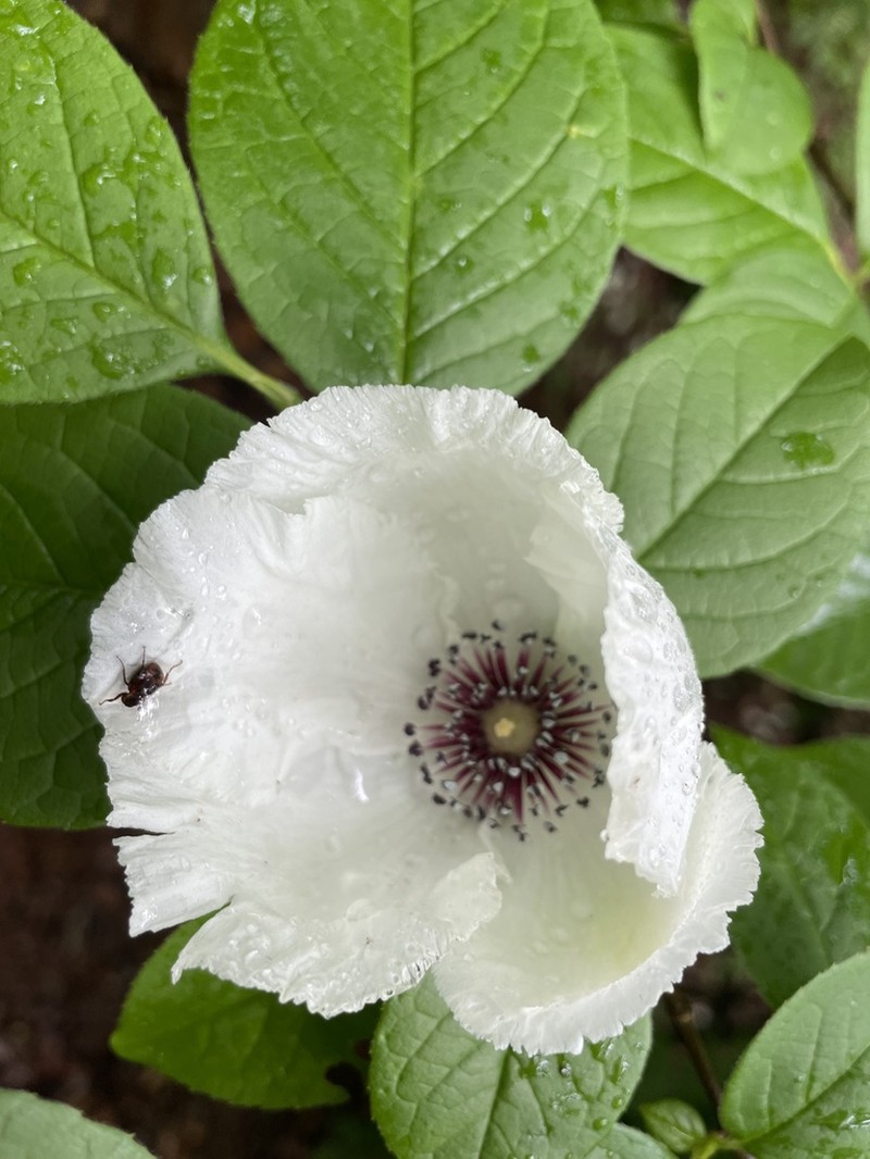 Silky Camellia photo 3