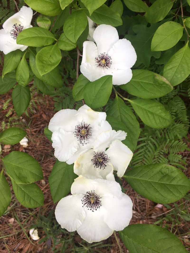 Silky Camellia photo 4