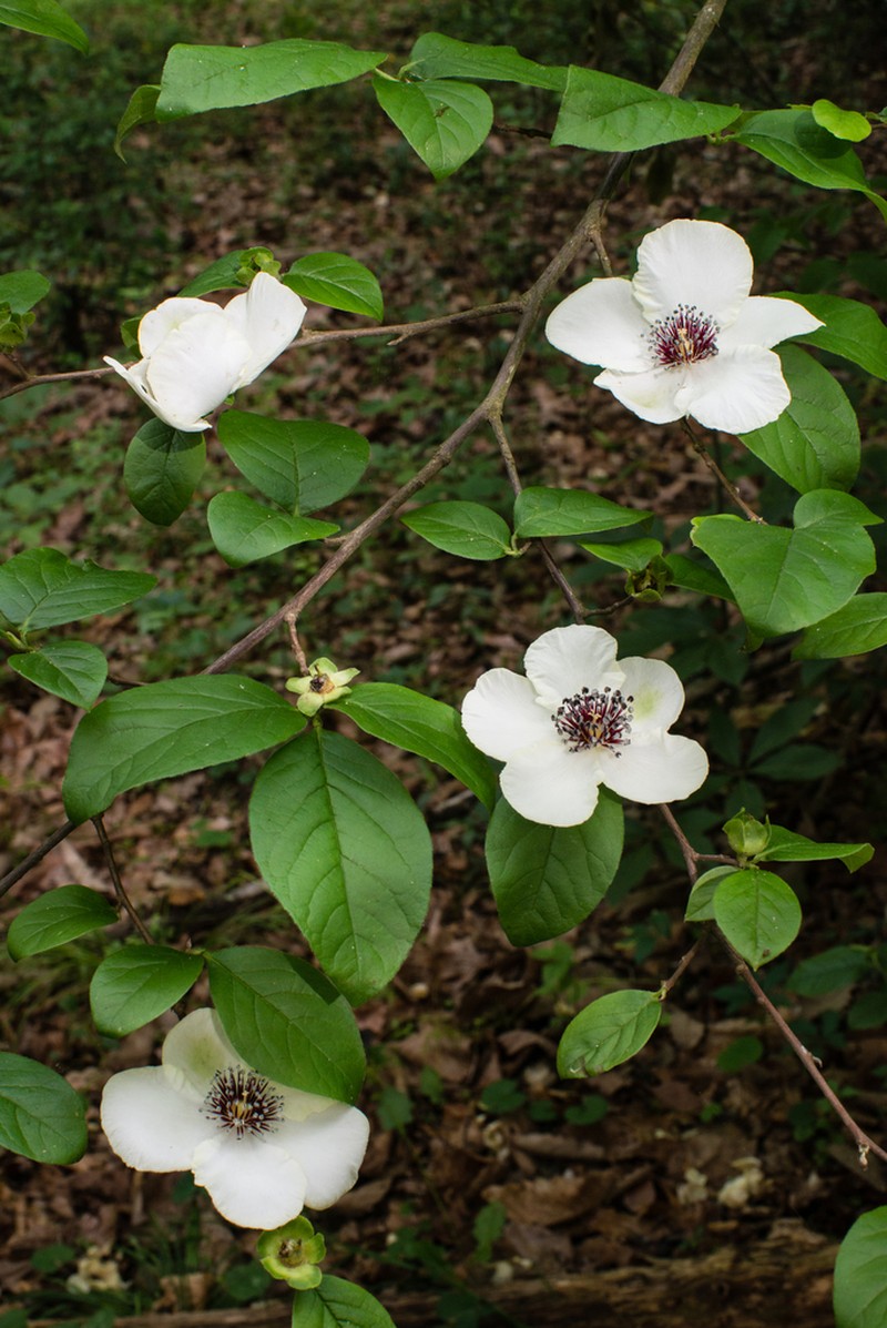 Silky Camellia photo 6