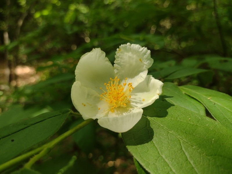 Mountain Camellia