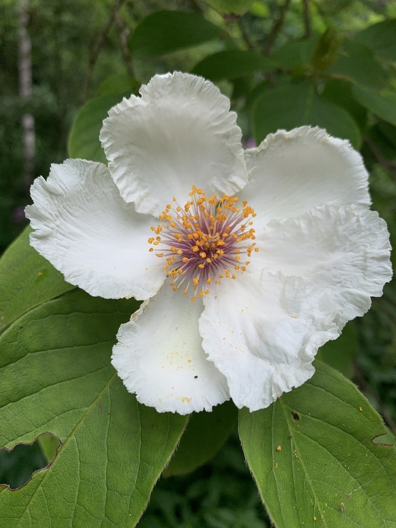 Mountain Camellia photo 2